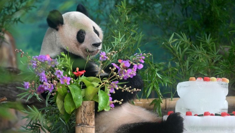 1405377130 NANNING, CHINA - JUNE 27: Giant panda Ji Mei enjoys bamboo at Nanning Zoo on June 27, 2022 in Nanning, Guangxi Zhuang Autonomous Region of China. Giant panda Ji Lan and her brother Ji Mei celebrated their sixth birthday on Monday in Nanning. (Photo by Yu Jing/China News Service via Getty Images)
