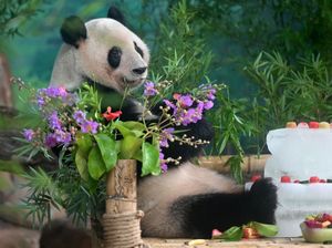 Demi Seekor Panda, China dan Taiwan Jadi Akur