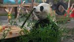 Panda Raksasa di China Dapat Kado Kue Ultah dari Es Lho