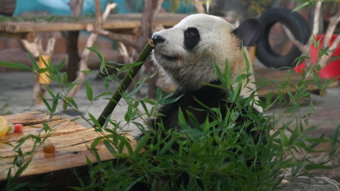 NANNING, CHINA - JUNE 27: Giant panda Ji Mei enjoys bamboo at Nanning Zoo on June 27, 2022 in Nanning, Guangxi Zhuang Autonomous Region of China. Giant panda Ji Lan and her brother Ji Mei celebrated their sixth birthday on Monday in Nanning. (Photo by Yu Jing/China News Service via Getty Images)