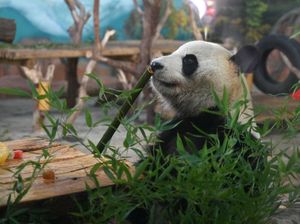 AS Sambut 2 Panda Baru, Ibu Negara Juga Ikut Senang