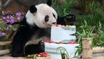 Panda Raksasa di China Dapat Kado Kue Ultah dari Es Lho