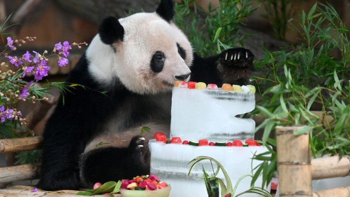 1405377130 NANNING, CHINA - JUNE 27: Giant panda Ji Mei enjoys bamboo at Nanning Zoo on June 27, 2022 in Nanning, Guangxi Zhuang Autonomous Region of China. Giant panda Ji Lan and her brother Ji Mei celebrated their sixth birthday on Monday in Nanning. (Photo by Yu Jing/China News Service via Getty Images)