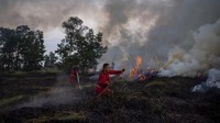 Petugas Manggala Agni Daops Banyuasin berusaha memadamkan Kebakaran Lahan di Desa Sukarame, Pemulutan Barat, Ogan Ilir (OI), Sumatera Selatan, Selasa (28/6/2022).   