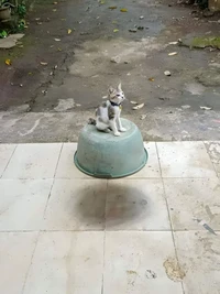 Foto berbahaya mengecoh mata