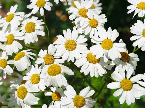 grove, Chrysanthemum bed with white corymb with yellow heart