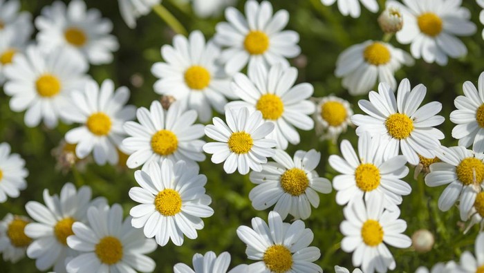 flora of Gran Canaria -  flowering marguerite daisy background