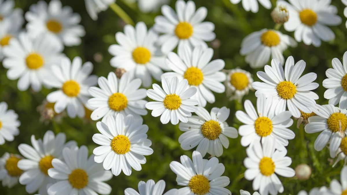 5 Makna Bunga Daisy, Fakta Menarik, dan Karakteristiknya