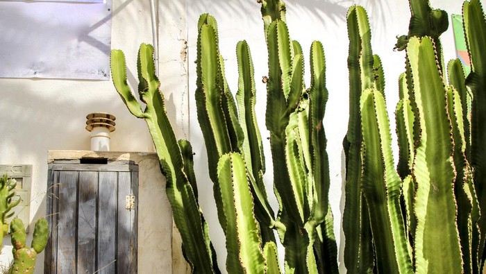 Whitewashed houses and beautiful cactus in Rodalquilar, Andalusia, Spain