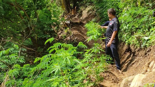 Ladang ganja di Gunung Karuhun Cianjur.