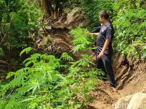 Perhutani Angkat Bicara soal Lahan Jadi Ladang Ganja di Cianjur