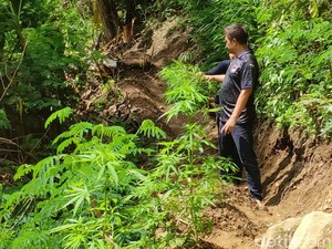 Arkeolog Minta Ladang Ganja di Gunung Karuhun Cianjur Dibabat