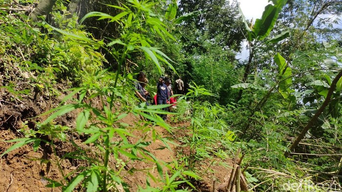 Ladang ganja di Gunung Karuhun Cianjur.