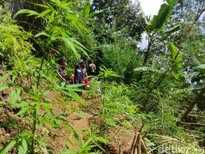 5 Fakta Penemuan Ladang Ganja di Gunung Karuhun yang Sakral