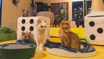Serunya Main di Lembang Park & Zoo: Kasih Makan Hewan-Berburu Foto