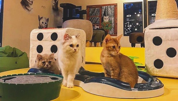 Ada pula kafe dan restoran yang tersedia. Salah satunya Neko Cat Cafe mengajak traveler bermain dengan kucing yang lucu (Neo Cat Cafe/instagram)
