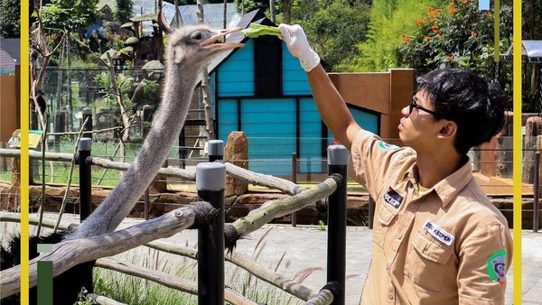 Wisatawan tak hanya bisa melihat binatang dari jauh, tapi juga berinteraksi dengan memberi makan hewan hewan mulai dari burung unta, gajah sumatra hingga singa putih seperti zoo keeper ini. (Lembang Park and Zoo)