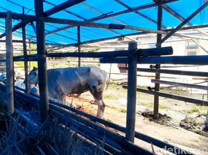 Cerita Pedagang Sapi di Tasik Hadapi Rewelnya Pembeli gegara PMK