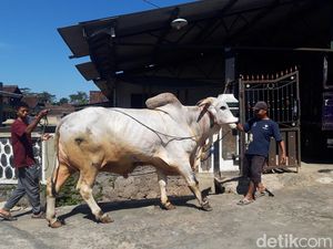 Tata Cara Kurban di Wonogiri Cegah PMK: Jeroan-Daging Dimasak 30 Menit
