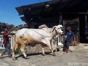 Melihat Sapi-sapi Jumbo di Boyolali, Bobot 900 Kg Laku hingga Rp 80 Juta