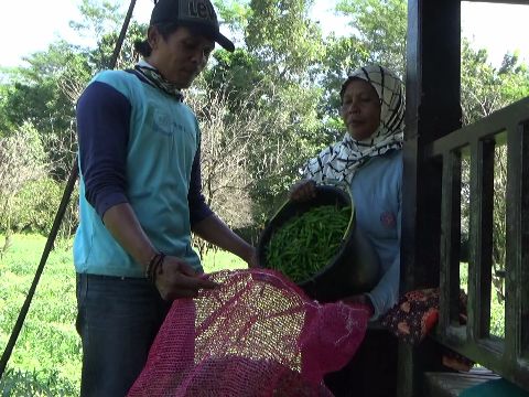 petani di Lumajang panen cabai