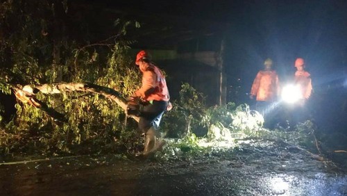Petugas BPBD Karangasem saat mengevakuasi pohon asam yang tumbang di Jalur Amlapura-Denpasar, tepatnya di Desa Antiga, Karangasem, Rabu (29/6/2022) dini hari.