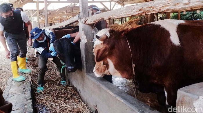 Wabah Penyakit Mulut dan Kaki (PMK) membuat penjualan hewan kurban di Sukabumi menurun. Untuk menarik pembeli, para pedagang pun menurunkan harga sapi.