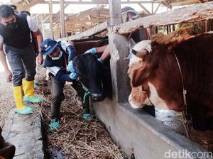 Jelang Idul Adha, Kasus PMK di RI Lebih dari 300 Ribu! Ini Sebaran Wilayahnya