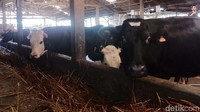 Harga sapi ini bervariasi tergantung beratnya, harganya berkisar Rp 60 ribu sampai Rp 65 ribu/kg.
