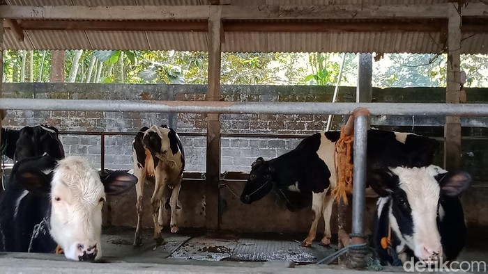 Sapi perah di Desa Socakangsi, Kecamatan Jatinom. (Achmad Hussain Syauqi detikJateng)