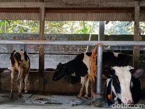 Permintaan Meningkat, Produksi Susu Dikebut BUMN