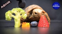 Di kanal ASMR Animal yang ada di YouTube , kura-kura menggemaskan ini berhasil membuat penggemarnya lapar. Menu favoritnya ada strawberry hingga brokoli. Foto: Site News/YouTube