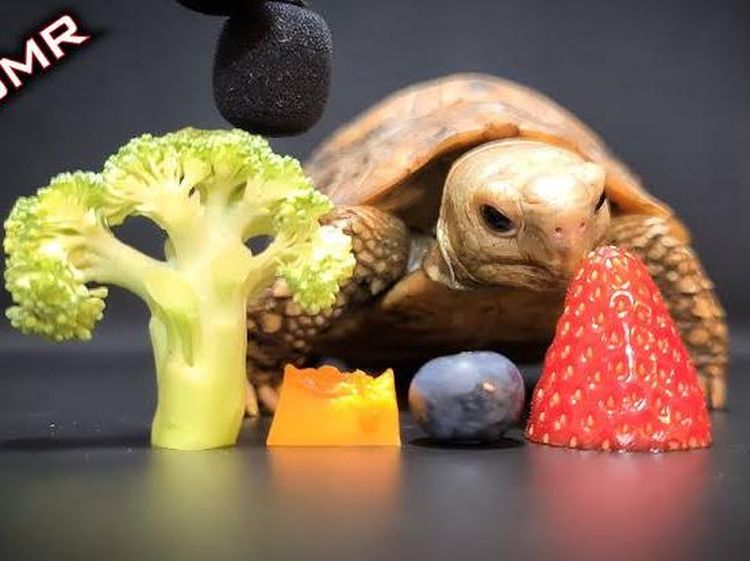 Bukan Manusia, 10 Binatang Ini Sukses Jadi Bintang Mukbang dan ASMR