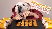 Begitu juga dengan YouTube Animals Table. Tempat para anjing menggemaskan mukbang aneka makanan enak. Seperti nugget enak khusus anjing. Foto: Site News/YouTube