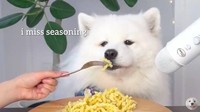 Anjing putih menggemaskan bernama Maya ini, mampu merebut hati banyak penggemarnya dengan konten mukbangnya. Seperti pasta hingga buah. Foto: Site News/YouTube