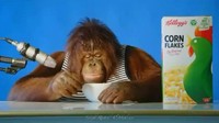 Orangutan jadi bintang ASMR, tampilannya saat menyantap sereal corn flakes dengan susu mirip seperti manusia saat sarapan. Foto: Site News/YouTube