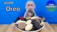 Di kanal ASMR Monkey, ada monyet yang masih bayi, menyantap aneka jenis biskuit Oreo. Dari yang rasa cokelat sama krim. Foto: Site News/YouTube