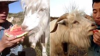 Peternak di China ini dibuat bingung dengan kebiasaan kambingnya, yang lebih suka mengambil makanannya, sampai ia buatkan video mukbangnya. Foto: Site News/YouTube