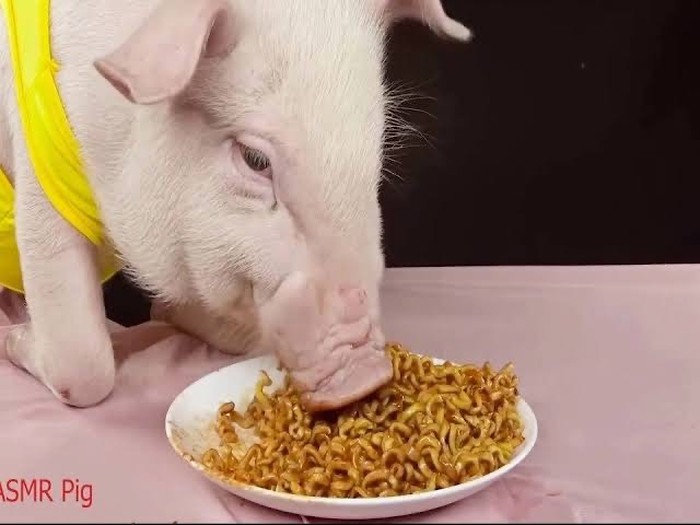 Bukan Manusia, 10 Binatang Ini Sukses Jadi Bintang Mukbang dan ASMR Bukan Manusia, 10 Binatang Ini Sukses Jadi Bintang Mukbang dan ASMR