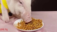 Terakhir di ASMR Pig, tampak babi yang jadi hewan peliharaan menyantap sejenis mie instan dengan bumbu Korea.  Foto: Site News/YouTube