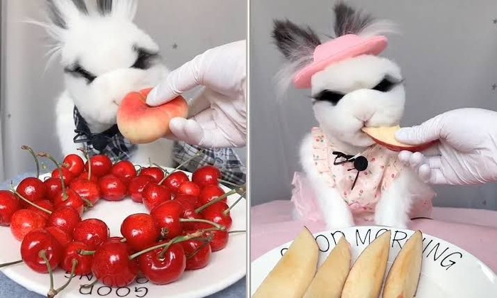Bukan Manusia, 10 Binatang Ini Sukses Jadi Bintang Mukbang dan ASMR