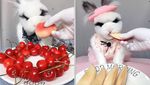 Bukan Manusia, 10 Binatang Ini Sukses Jadi Bintang Mukbang dan ASMR