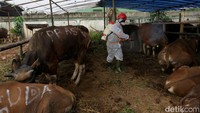 Penyemprotan disinfektan ini dilakukan sebagai upaya mencegah penyebaran penyakit kuku dan mulut (PMK).