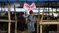 Sementara itu, penyebaran PMK membuat MUI memberikan arahan terkait proses penyembelihan hewan kurban. Sekjen MUI, Amirsyah Tambunan menjelaskan untuk hewan ternak yang memiliki gejala klinis ringan seperti keluar air liur, kaki atau kukunya terdapat sedikit luka, maka masih sah dijadikan hewan kurban asalkan kondisinya masih kuat dan sehat.