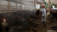 Lain halnya jika kondisi hewan kurban sudah lemah, lesu, kurus, sakit dan bahkan tidak mau makan, maka hewan ternak seperti ini tidak sah dijadikan kurban. Amirsyah juga menyarankan untuk melakukan proses penyembelihan hewan kurban di Rumah Potong Hewan (RPH) demi menjamin kesehatan dan kebersihan daging hewan kurban yang akan dikonsumsi masyarakat.