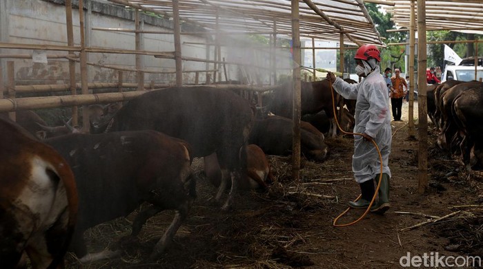 Beragam upaya untuk mencegah penyebaran PMK jelang Idul Adha terus dilakukan. Salah satunya dengan menyemprotkan disinfektan di area penjualan sapi kurban.
