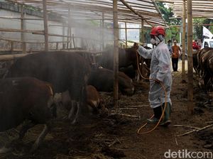 Status Darurat! Wabah PMK Merebak di 19 Wilayah Ini