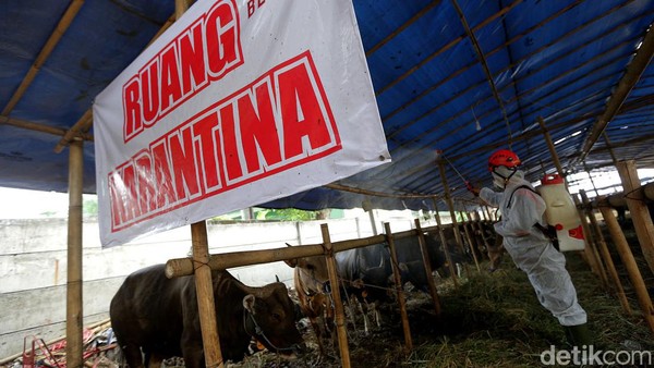 Cegah Penyebaran PMK, Sapi Kurban di Jaktim Disemprot Disinfektan