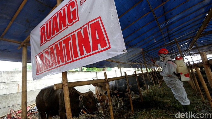 Cegah Penyebaran PMK, Sapi Kurban di Jaktim Disemprot Disinfektan Beragam upaya untuk mencegah penyebaran PMK jelang Idul Adha terus dilakukan. Salah satunya dengan menyemprotkan disinfektan di area penjualan sapi kurban.