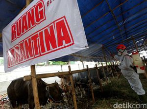 Cegah Penyebaran PMK, Sapi Kurban di Jaktim Disemprot Disinfektan